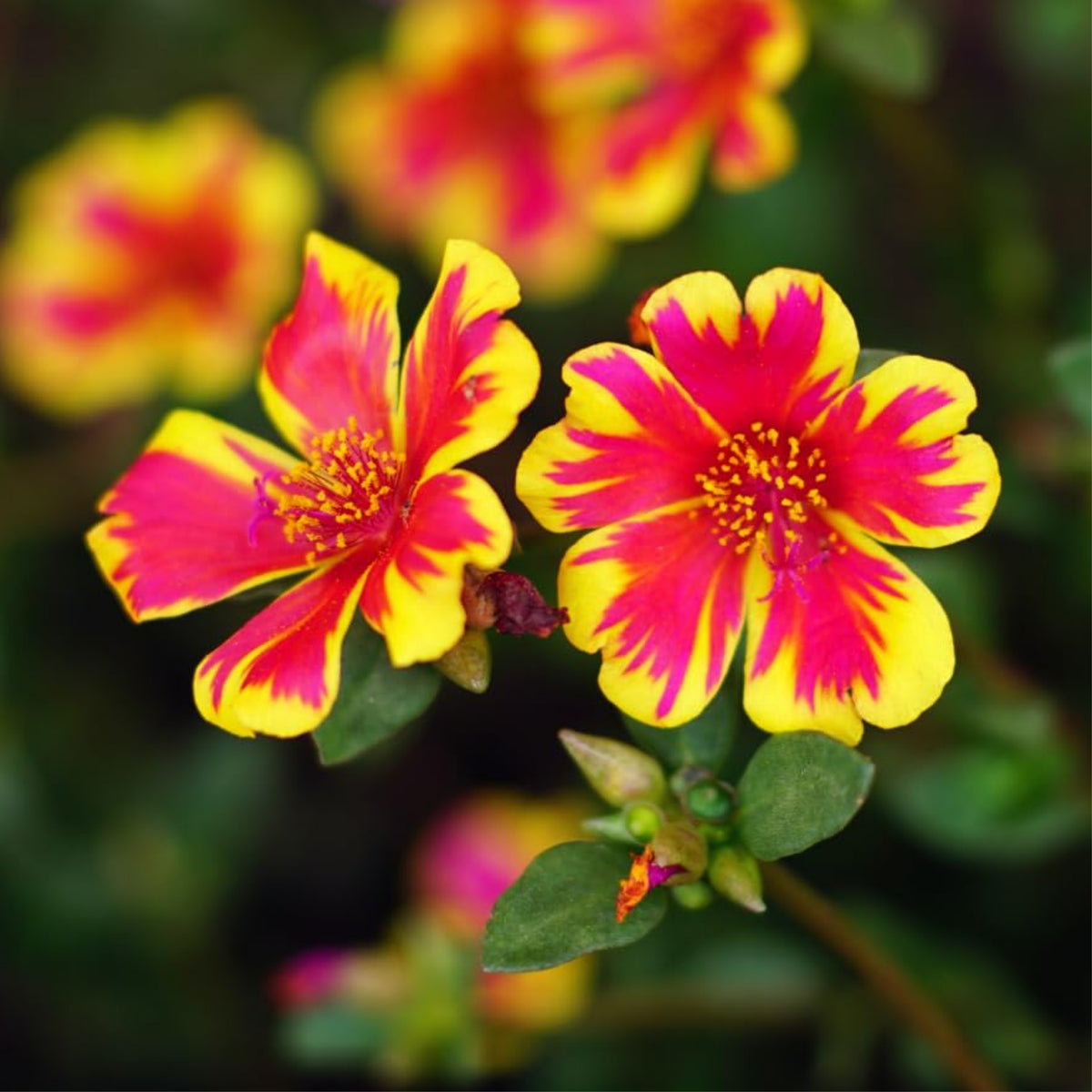 Duet Portulaca Seeds - Moss Rose Seeds, Purslanes Seeds, 30 seeds