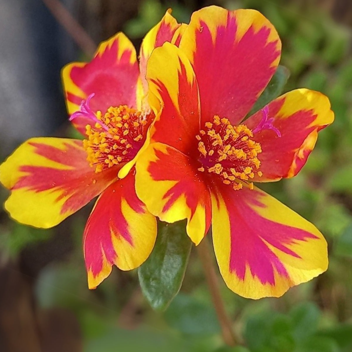Duet Portulaca Seeds - Moss Rose Seeds, Purslanes Seeds, 30 seeds