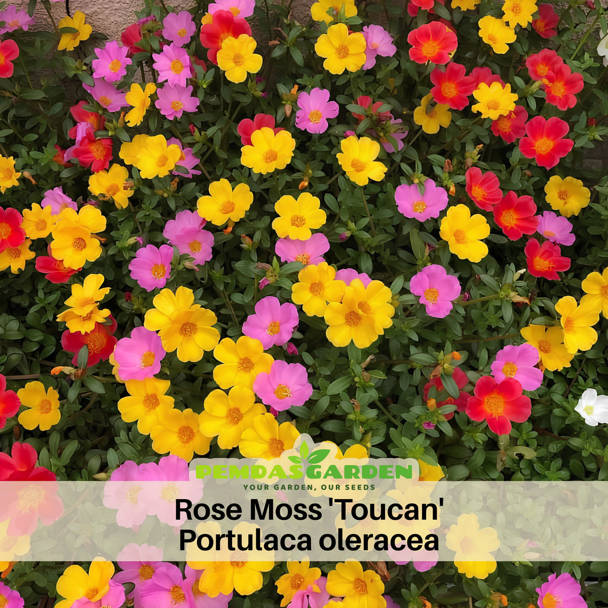 Portulaca 'Toucan' Series Seeds - Sylvatica Seeds, 30 seeds