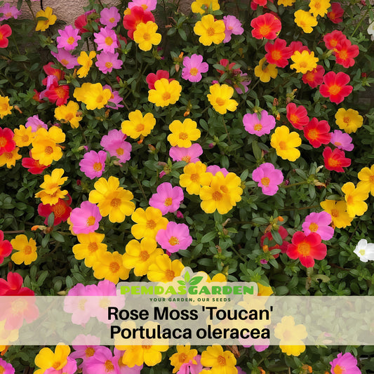 Portulaca 'Toucan' Series Seeds - Sylvatica Seeds, 30 seeds