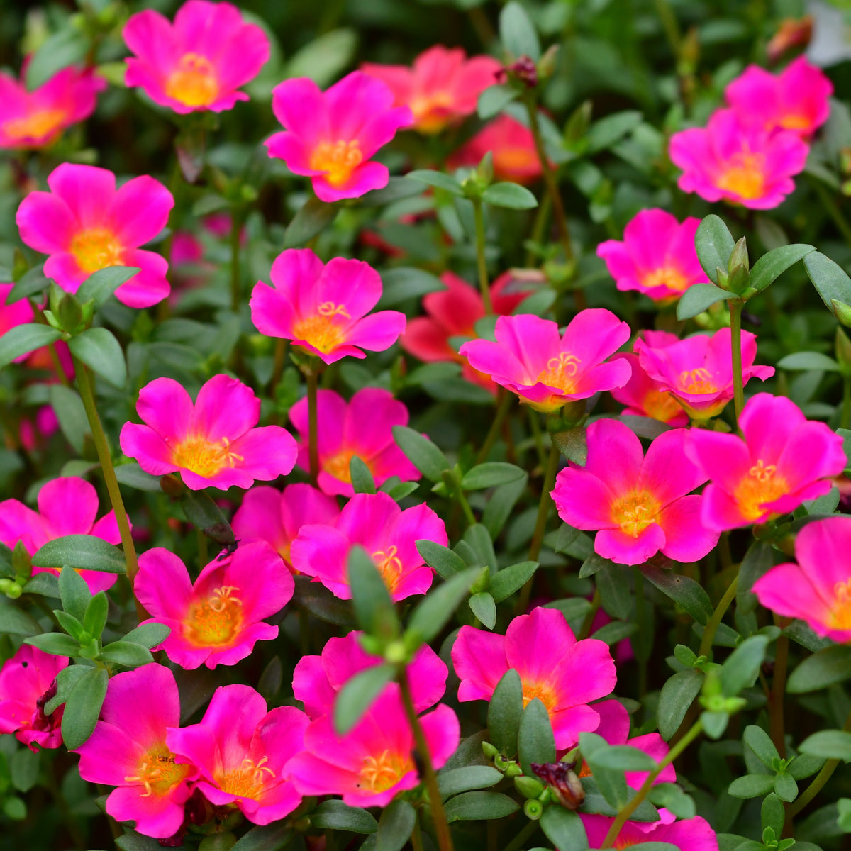 Portulaca 'Toucan' Series Seeds - Sylvatica Seeds, 30 seeds