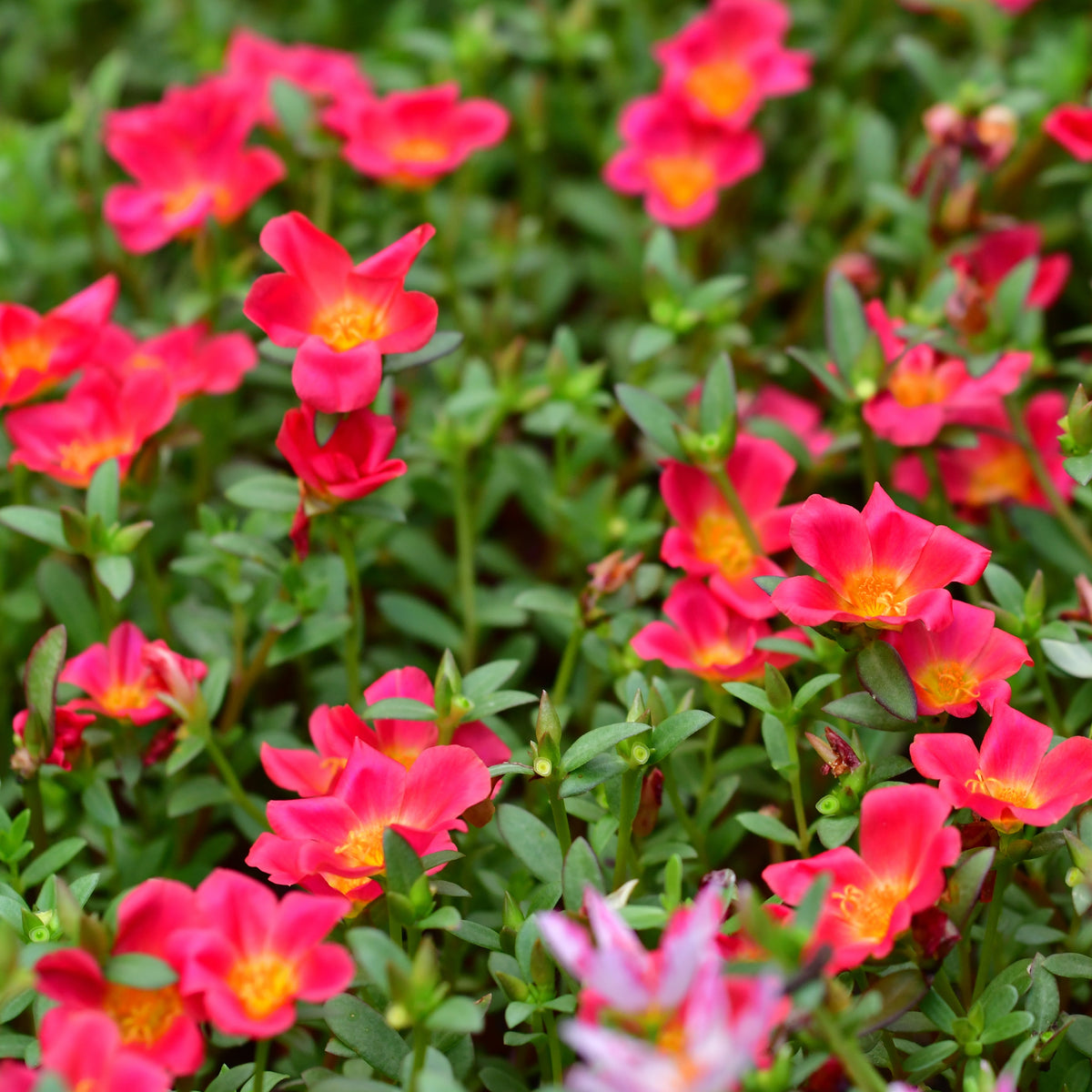 Portulaca 'Toucan' Series Seeds - Sylvatica Seeds, 30 seeds