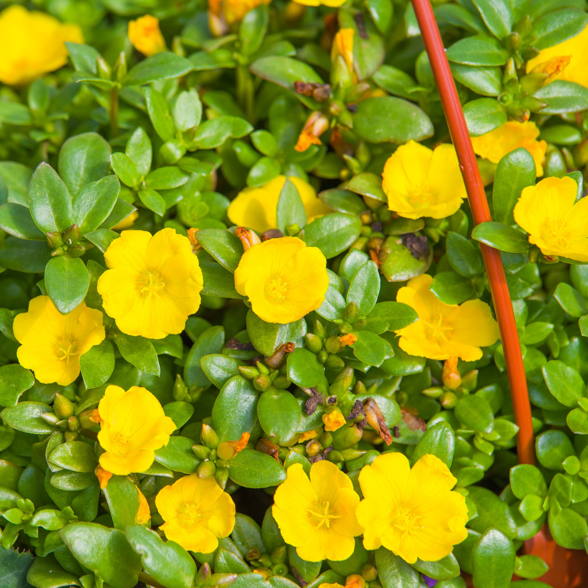 Portulaca 'Toucan' Series Seeds - Sylvatica Seeds, 30 seeds