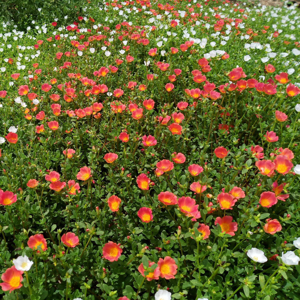 Portulaca 'Toucan' Series Seeds - Sylvatica Seeds, 30 seeds
