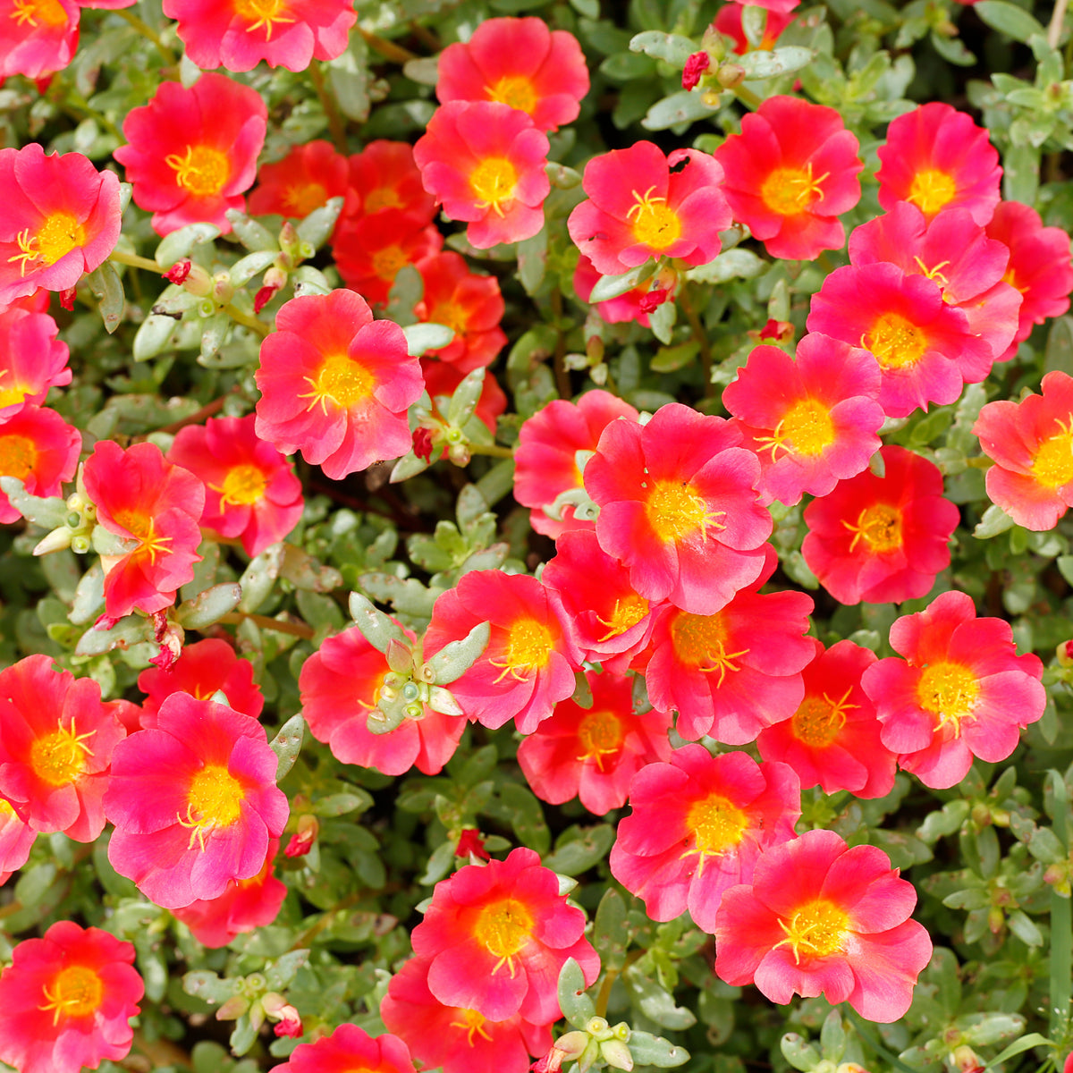 Portulaca 'Toucan' Series Seeds - Sylvatica Seeds, 30 seeds