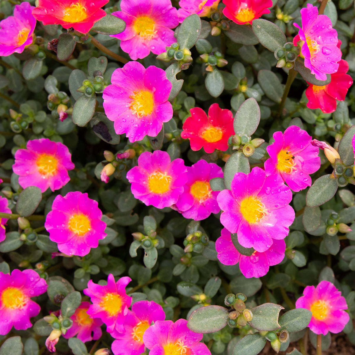 Portulaca 'Toucan' Series Seeds - Sylvatica Seeds, 30 seeds