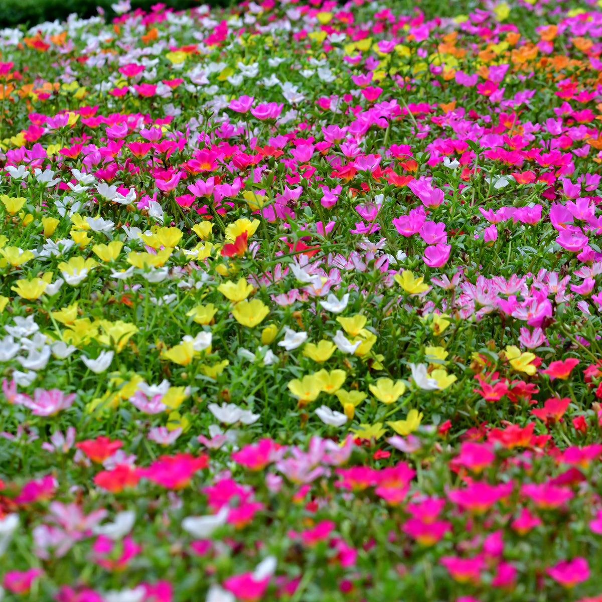 Portulaca 'Toucan' Series Seeds - Sylvatica Seeds, 30 seeds