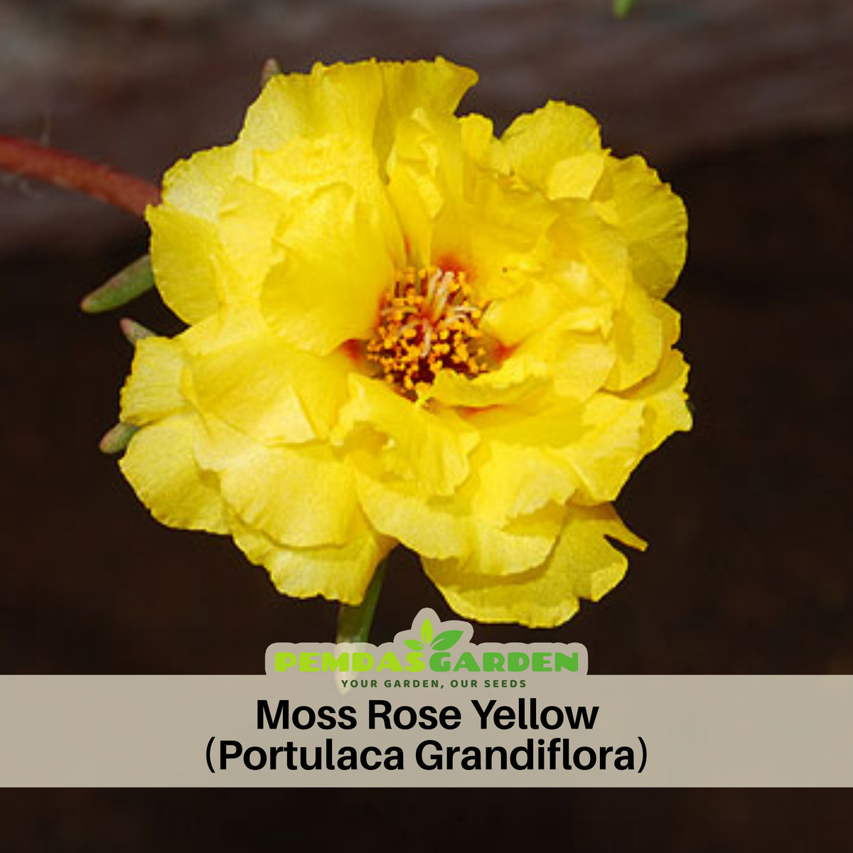 Moss Rose (Portulaca Grandiflora Yellow) Seeds, 30 seeds