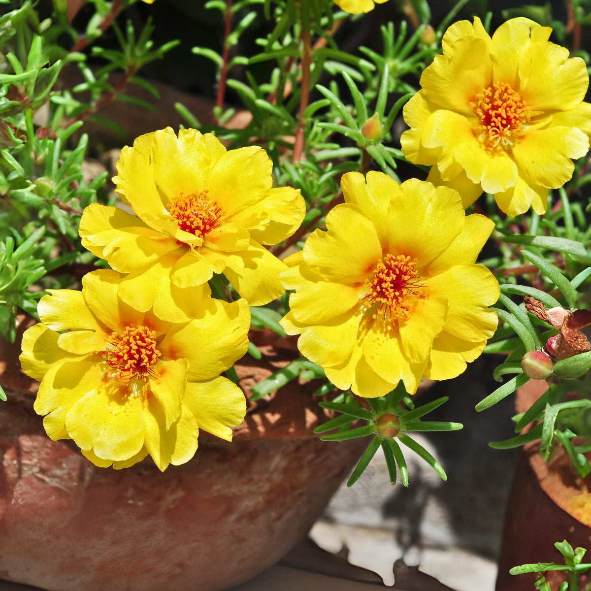 Moss Rose (Portulaca Grandiflora Yellow) Seeds, 30 seeds