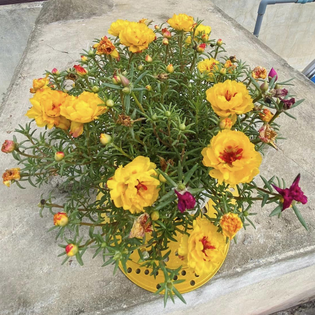 Moss Rose (Portulaca Grandiflora Yellow) Seeds, 30 seeds