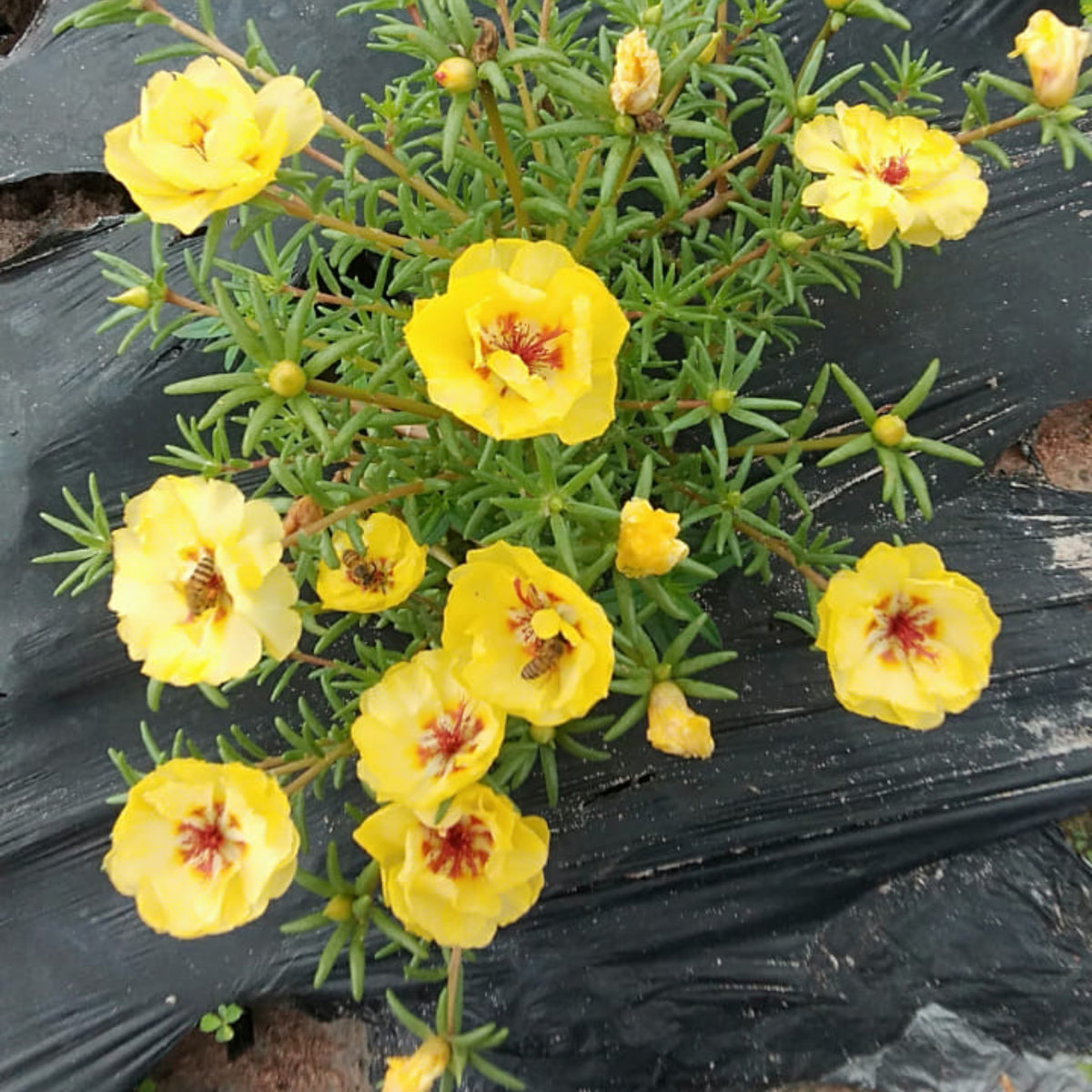 Moss Rose (Portulaca Grandiflora Yellow) Seeds, 30 seeds
