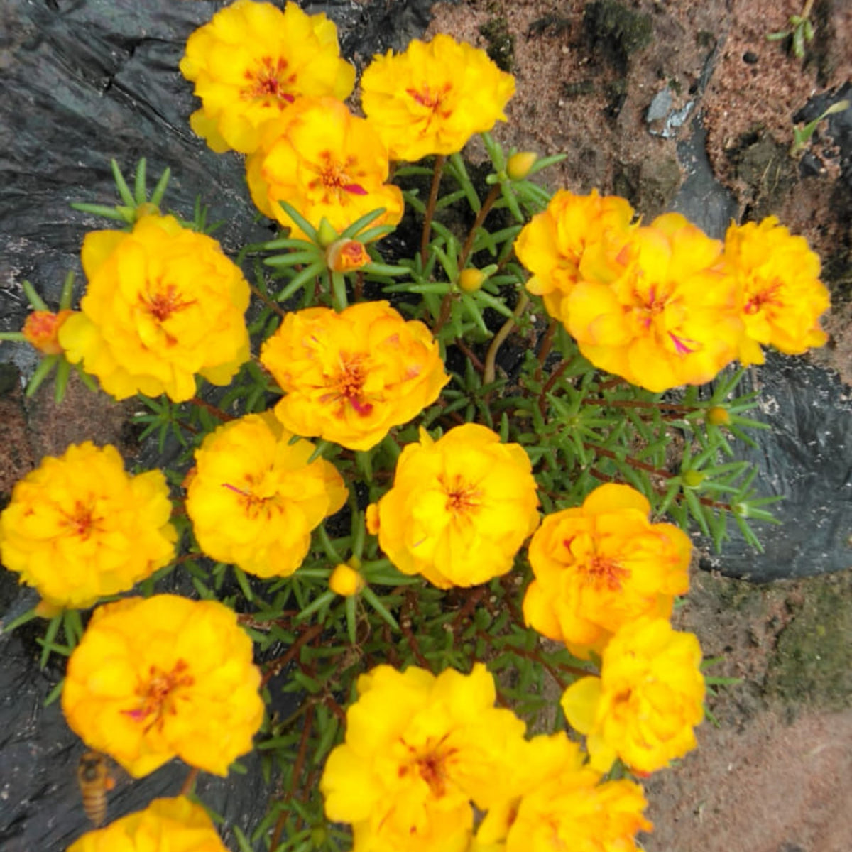 Moss Rose (Portulaca Grandiflora Yellow) Seeds, 30 seeds
