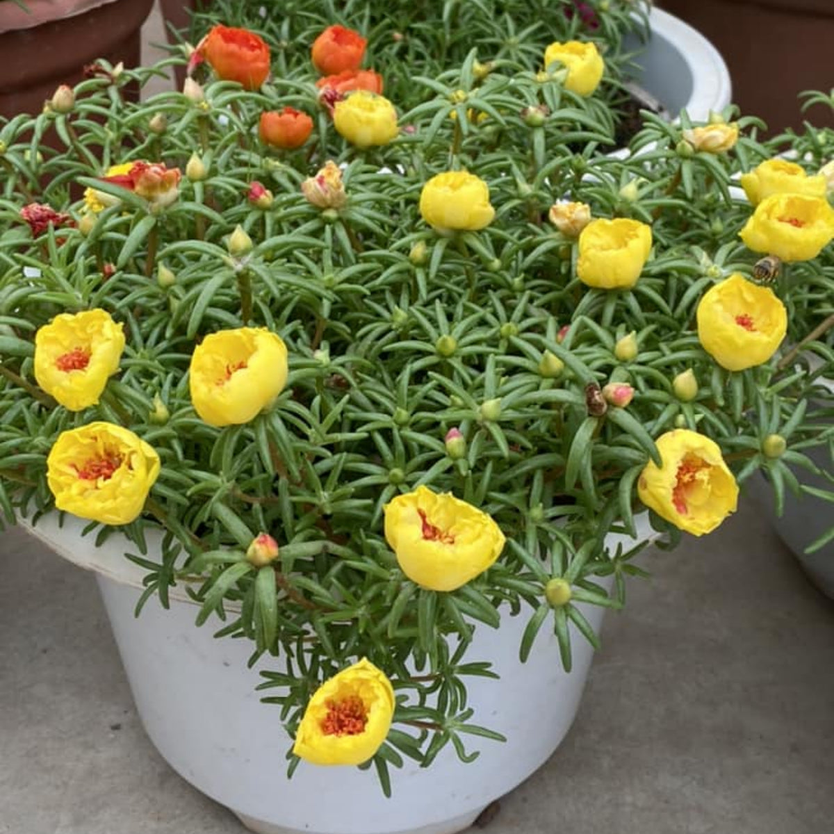 Moss Rose (Portulaca Grandiflora Yellow) Seeds, 30 seeds