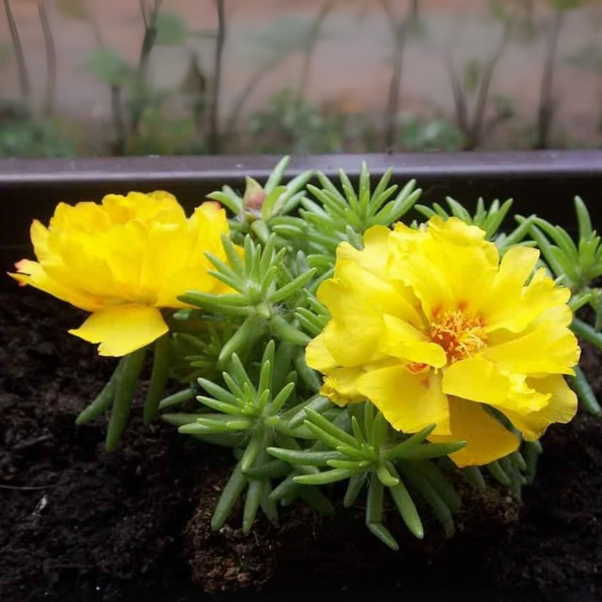 Moss Rose (Portulaca Grandiflora Yellow) Seeds, 30 seeds