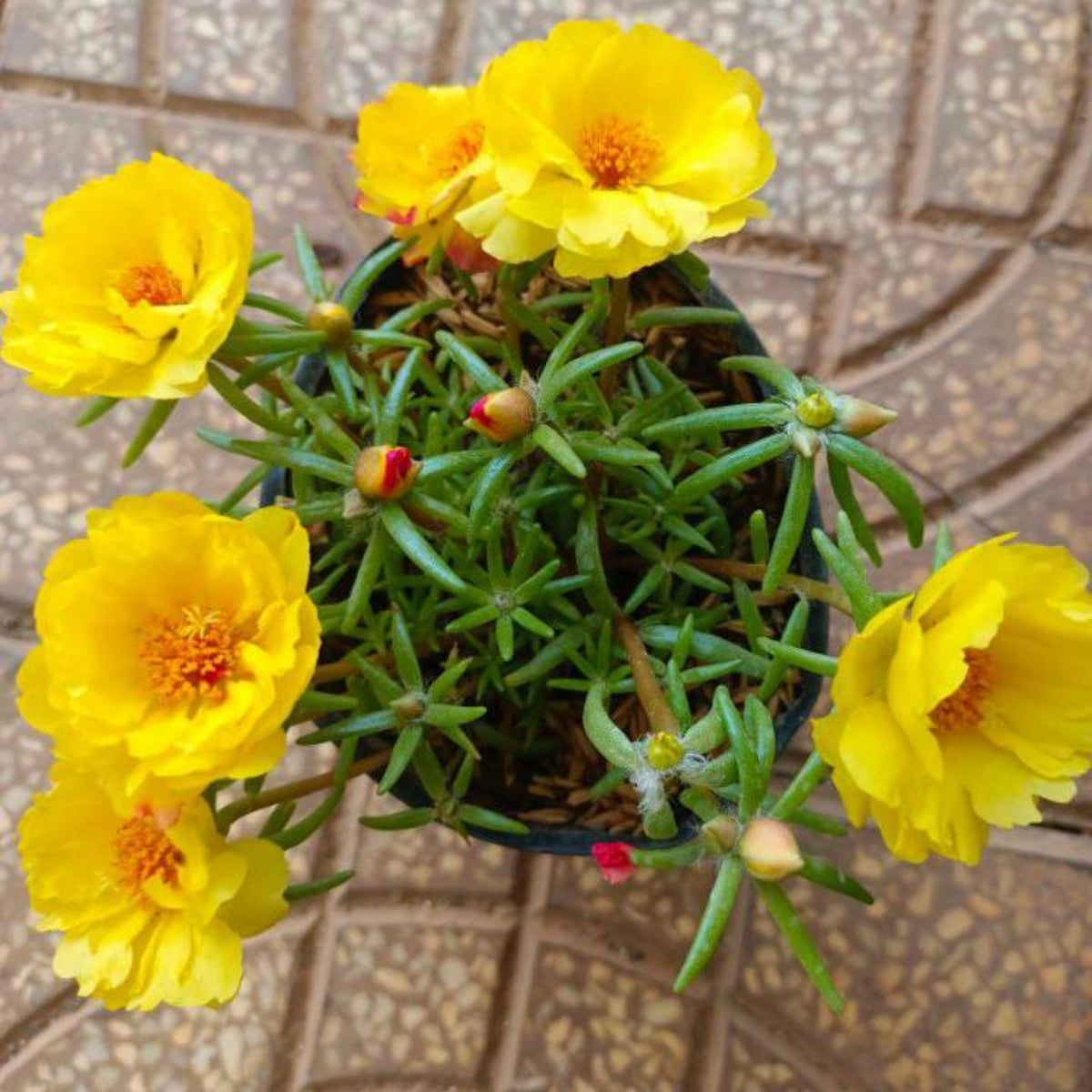 Moss Rose (Portulaca Grandiflora Yellow) Seeds, 30 seeds
