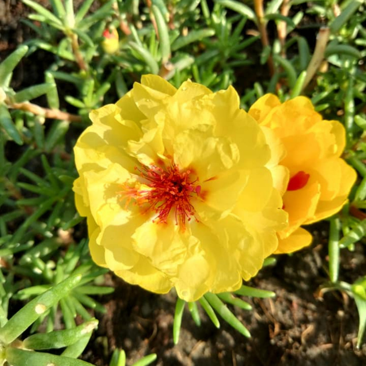 Moss Rose (Portulaca Grandiflora Yellow) Seeds, 30 seeds