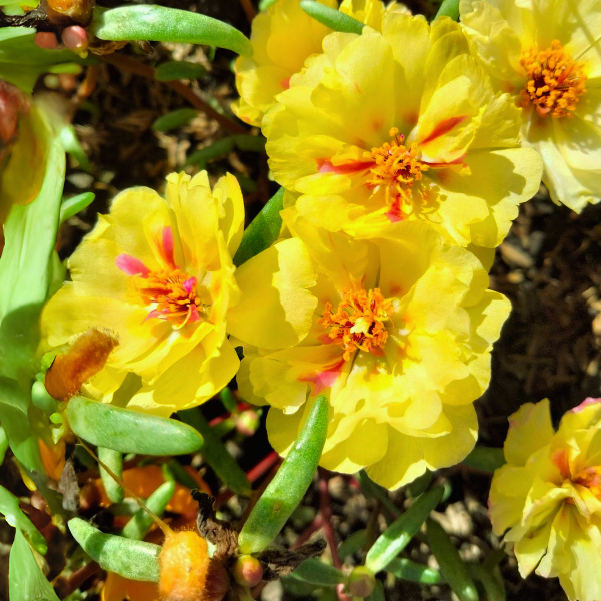 Moss Rose (Portulaca Grandiflora Yellow) Seeds, 30 seeds