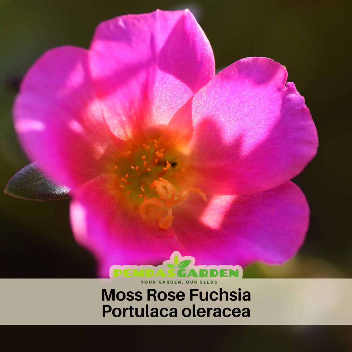 Fuchsia Seeds - Portulaca Seeds, Moss Rose Seeds, 30 seeds