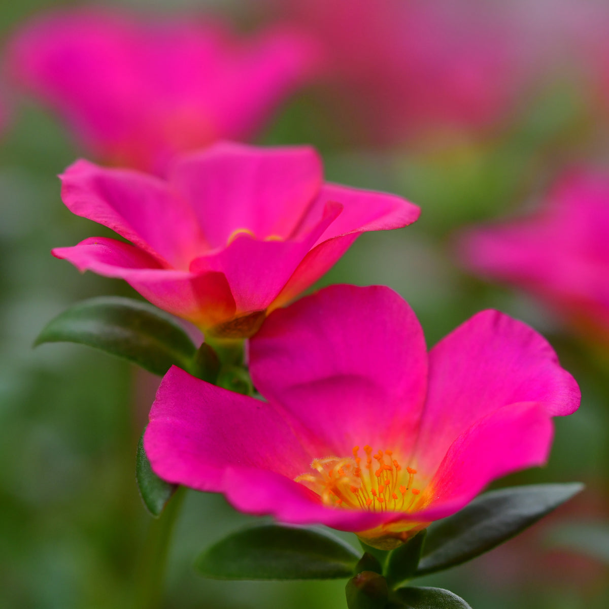 Fuchsia Seeds - Portulaca Seeds, Moss Rose Seeds, 30 seeds