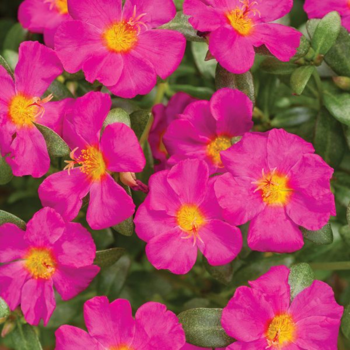 Fuchsia Seeds - Portulaca Seeds, Moss Rose Seeds, 30 seeds