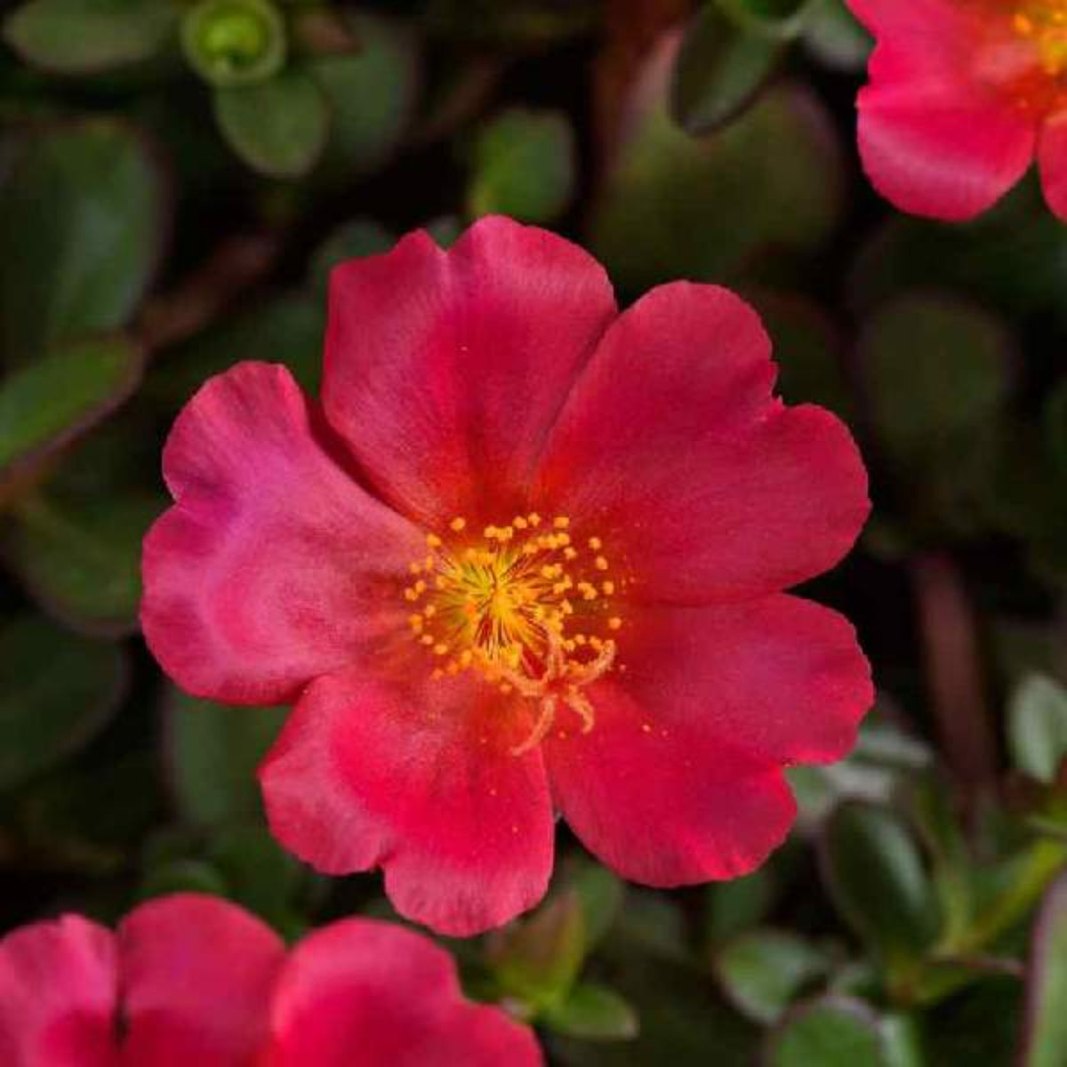 Fuchsia Seeds - Portulaca Seeds, Moss Rose Seeds, 30 seeds