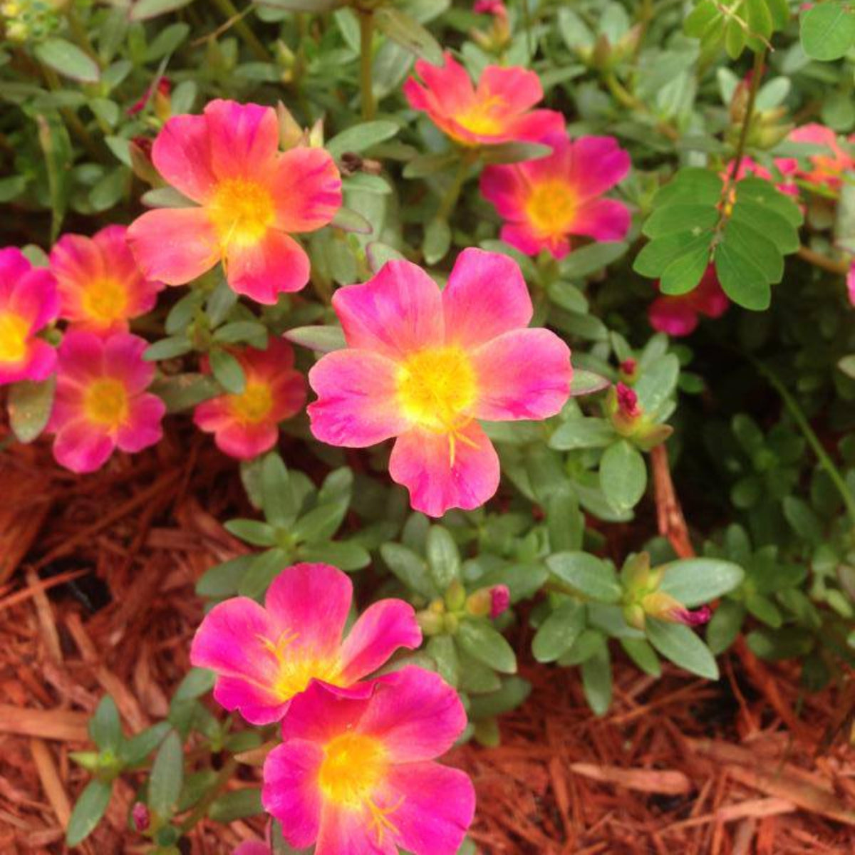Fuchsia Seeds - Portulaca Seeds, Moss Rose Seeds, 30 seeds