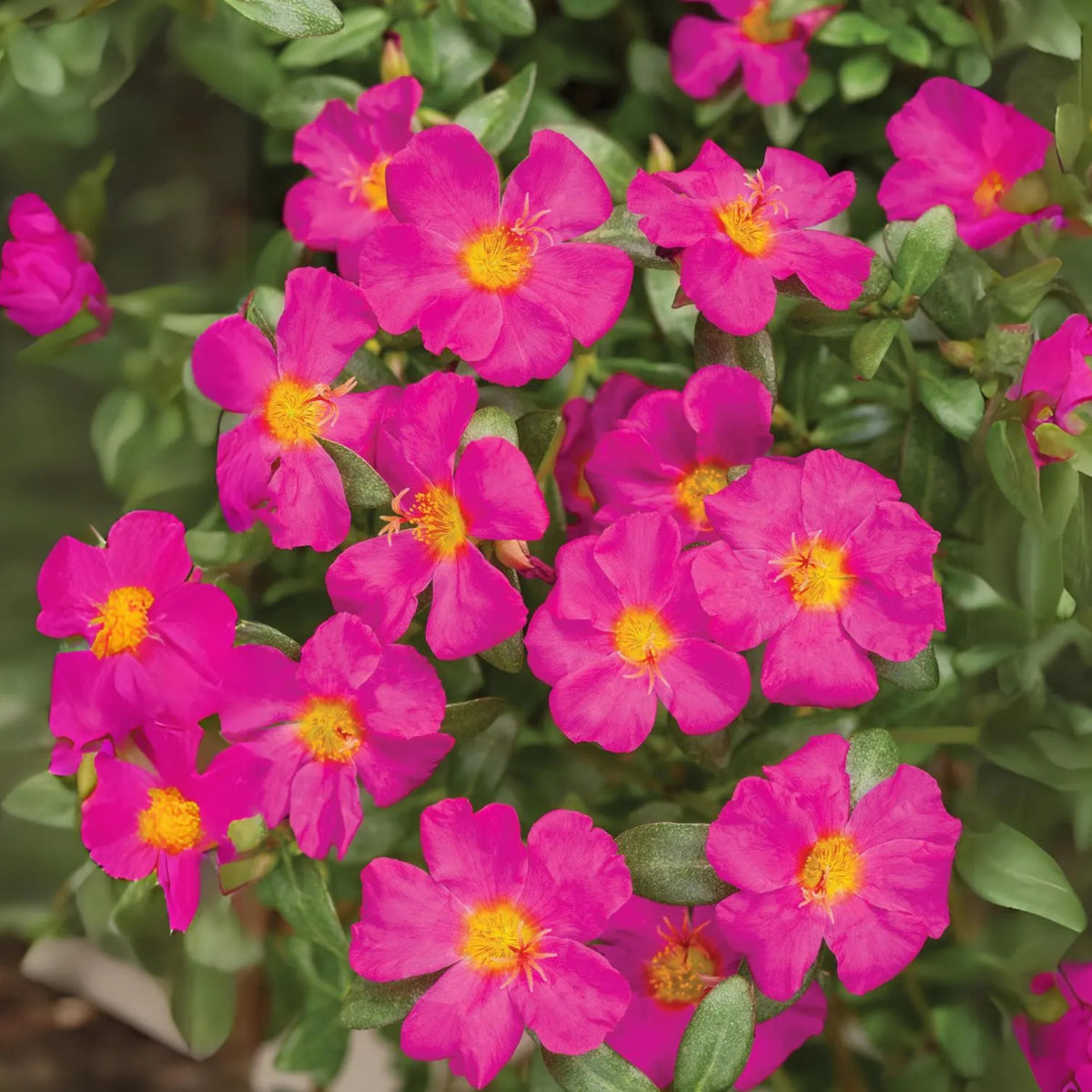 Fuchsia Seeds - Portulaca Seeds, Moss Rose Seeds, 30 seeds
