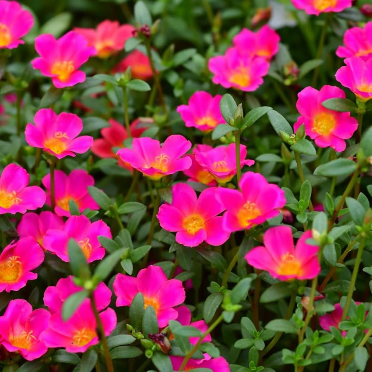 Fuchsia Seeds - Portulaca Seeds, Moss Rose Seeds, 30 seeds