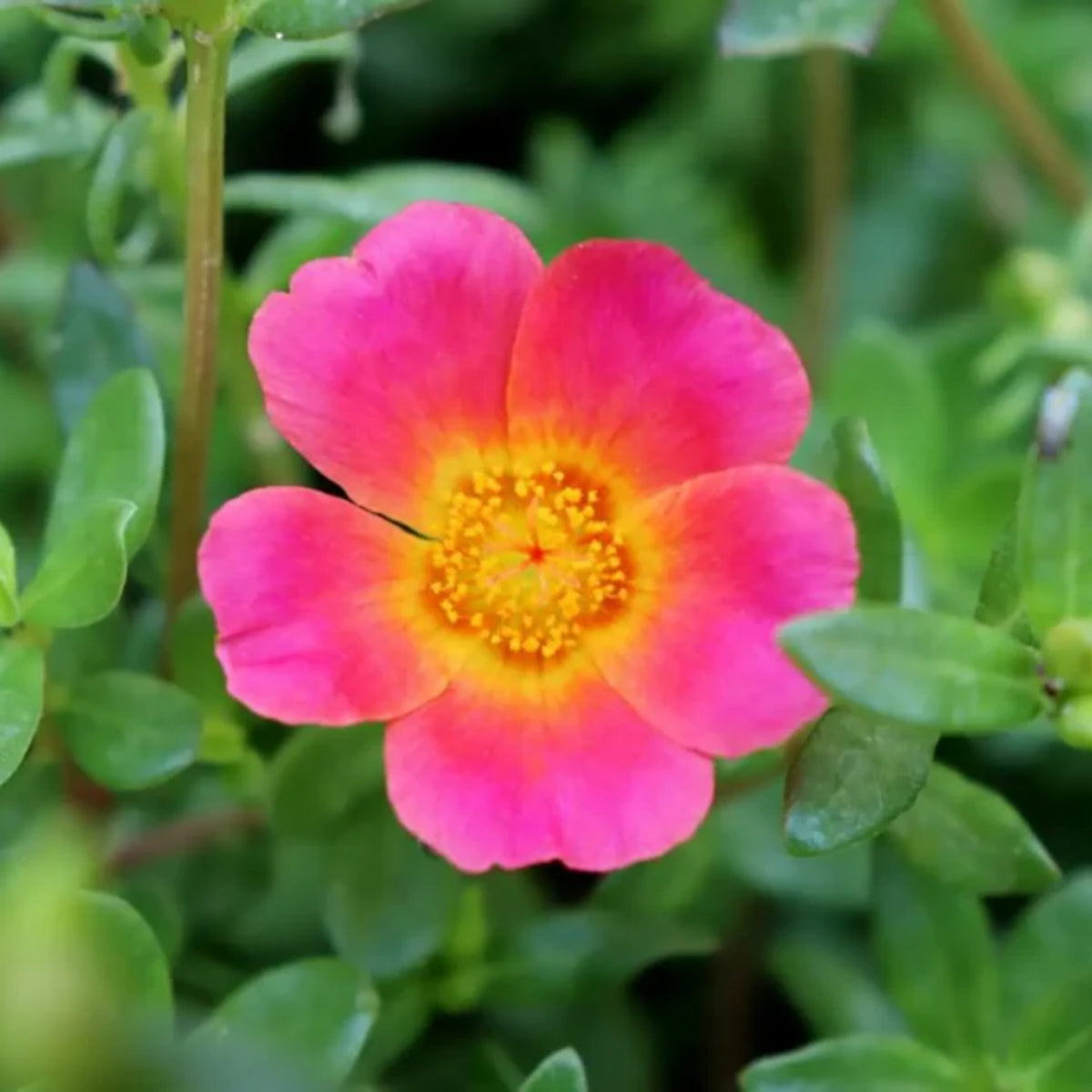 Fuchsia Seeds - Portulaca Seeds, Moss Rose Seeds, 30 seeds