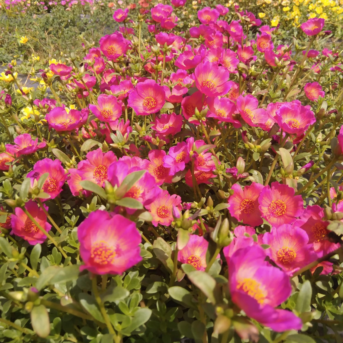 Fuchsia Seeds - Portulaca Seeds, Moss Rose Seeds, 30 seeds