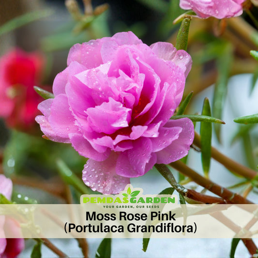 Moss Rose (Portulaca Grandiflora Pink) Seeds, 30 seeds