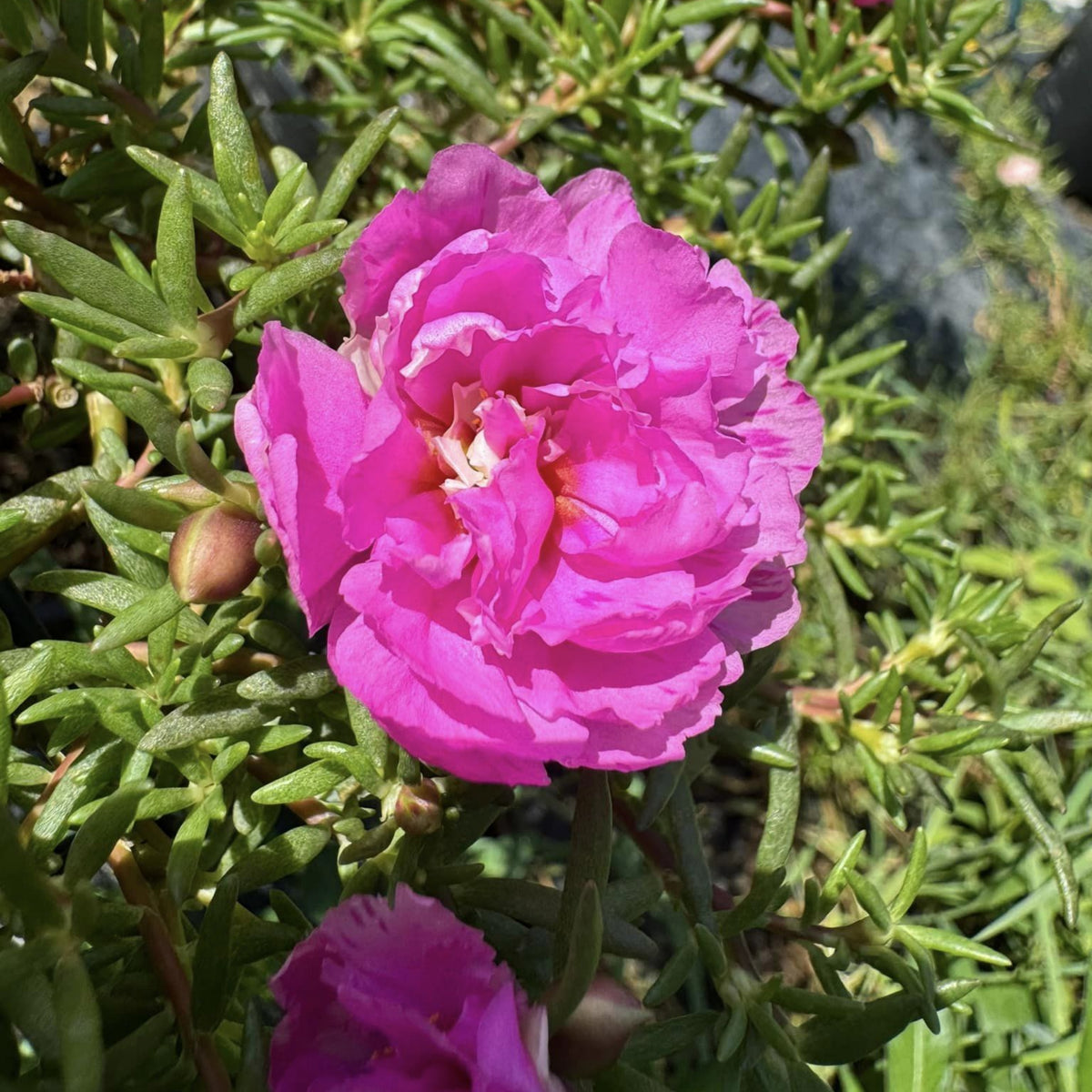 Moss Rose (Portulaca Grandiflora Pink) Seeds, 30 seeds