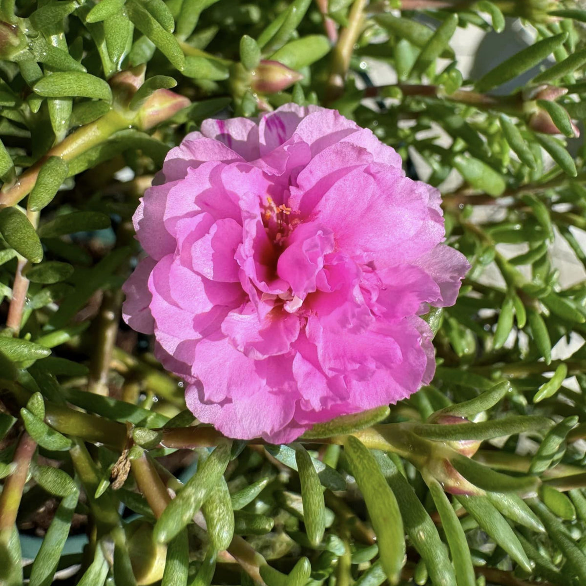 Moss Rose (Portulaca Grandiflora Pink) Seeds, 30 seeds