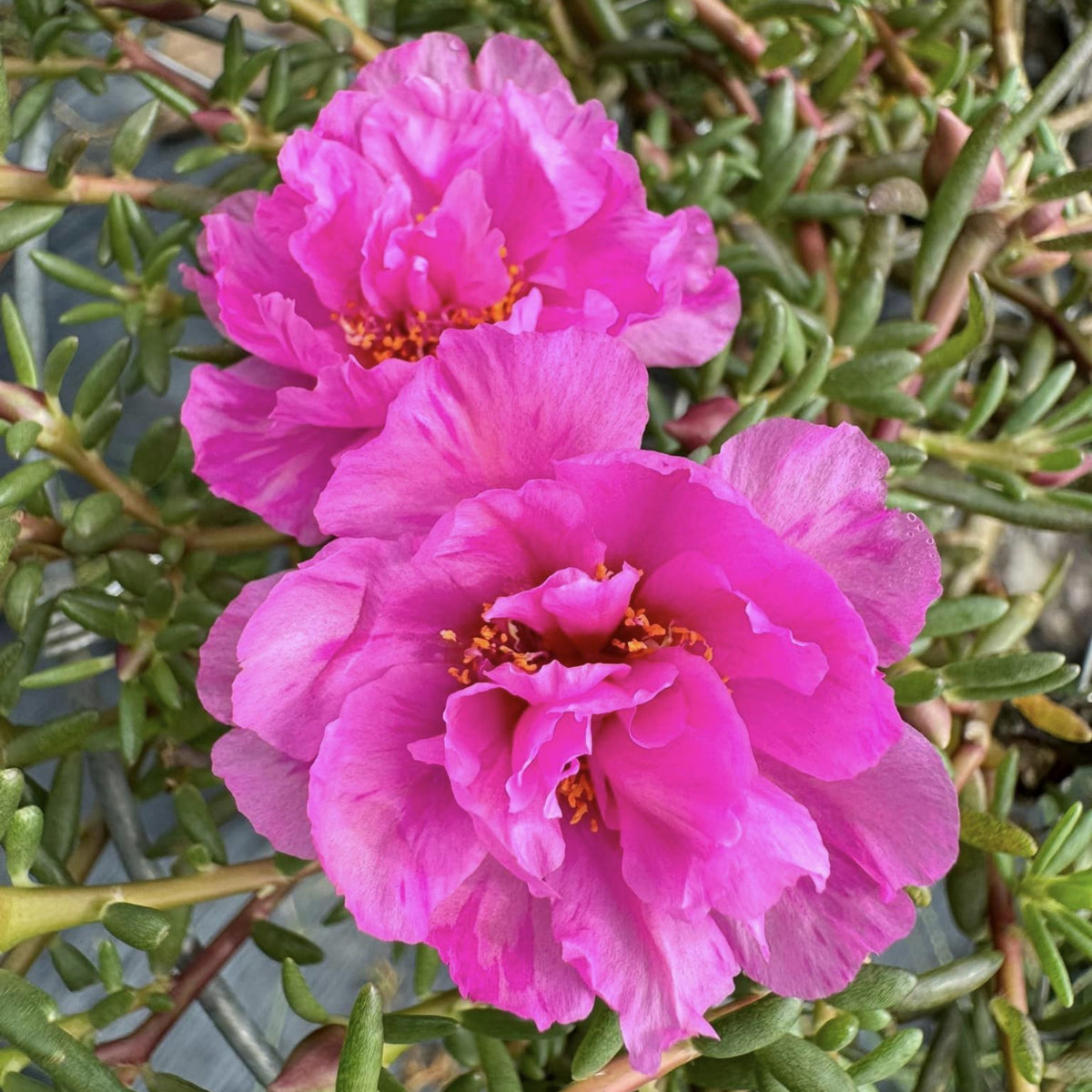 Moss Rose (Portulaca Grandiflora Pink) Seeds, 30 seeds