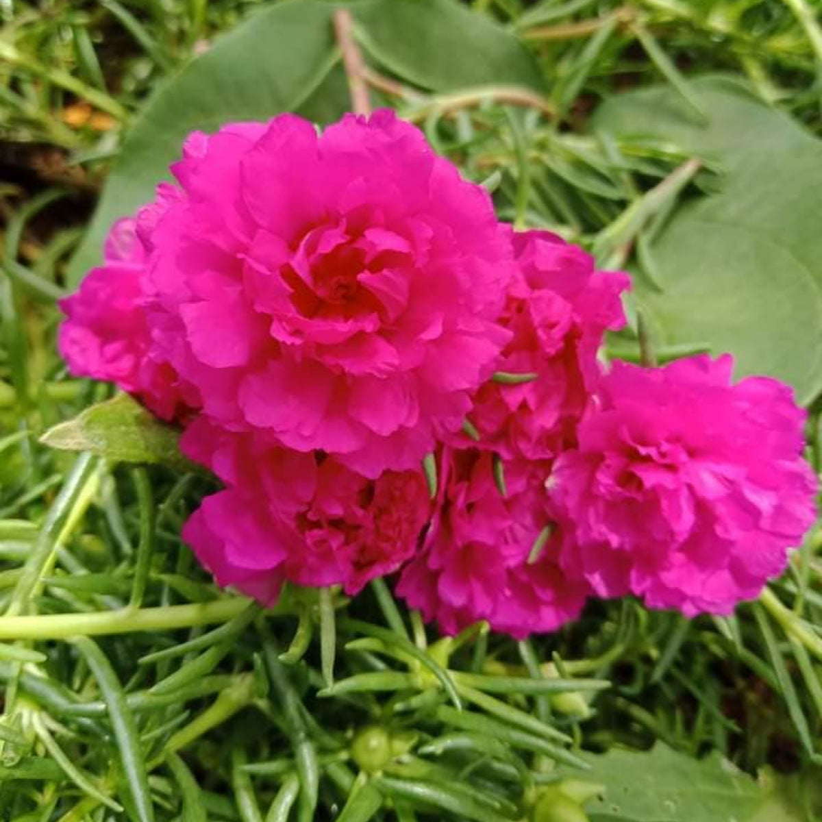 Moss Rose (Portulaca Grandiflora Pink) Seeds, 30 seeds