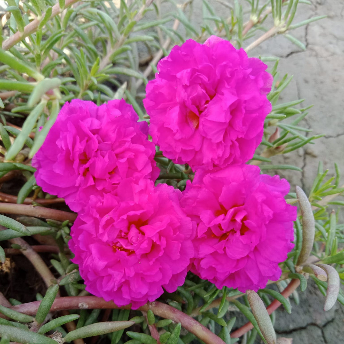 Moss Rose (Portulaca Grandiflora Pink) Seeds, 30 seeds