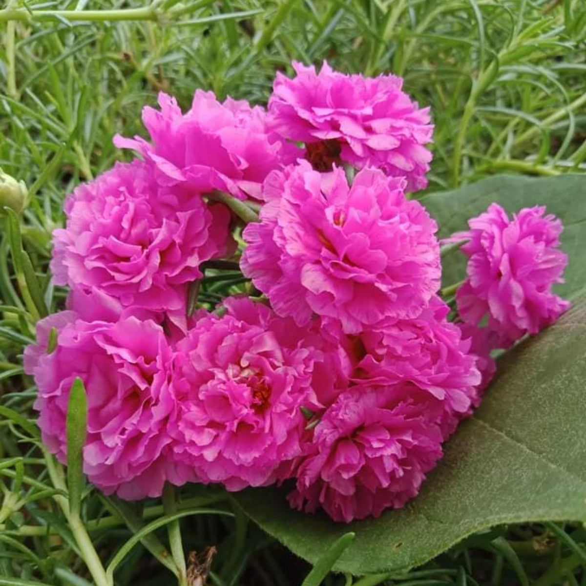 Moss Rose (Portulaca Grandiflora Pink) Seeds, 30 seeds