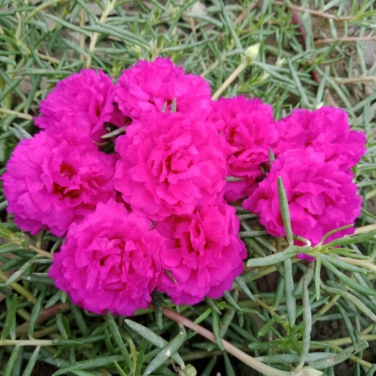Moss Rose (Portulaca Grandiflora Pink) Seeds, 30 seeds