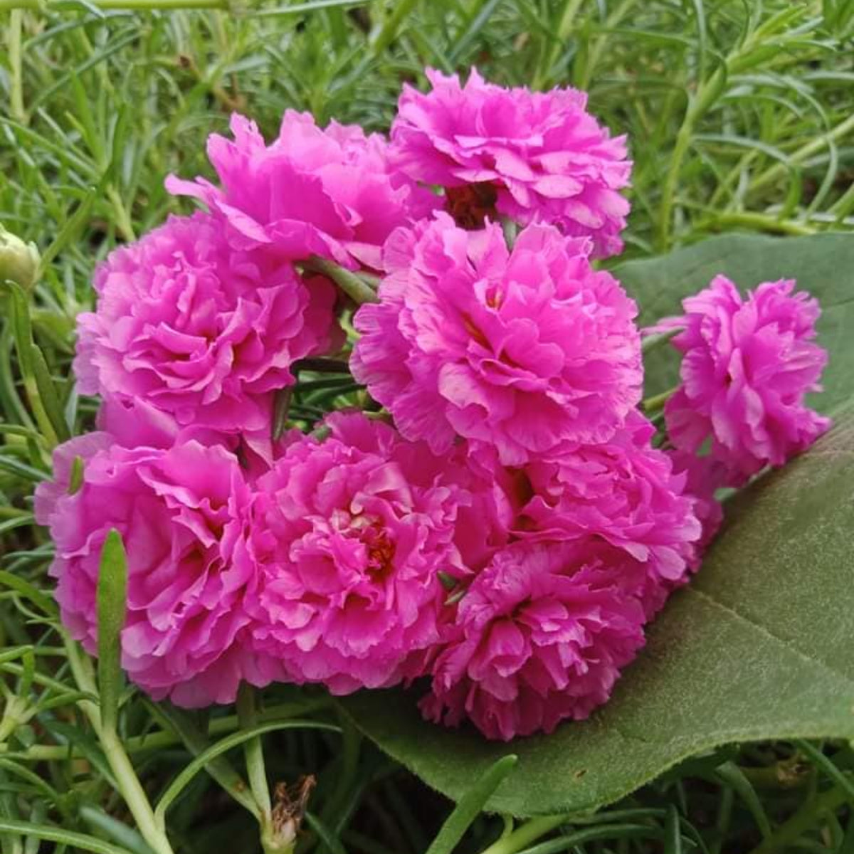 Moss Rose (Portulaca Grandiflora Pink) Seeds, 30 seeds