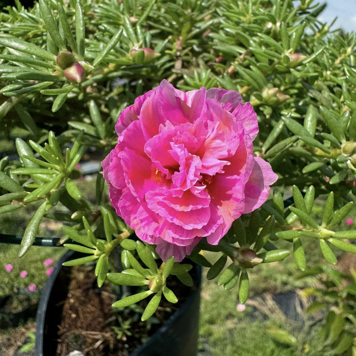 Moss Rose (Portulaca Grandiflora Pink) Seeds, 30 seeds
