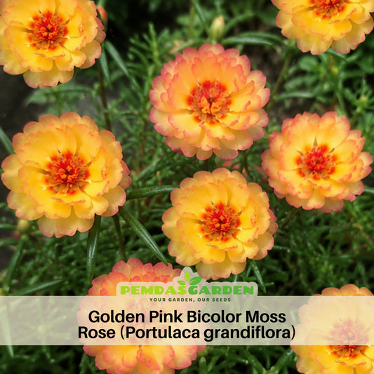 30-Golden Pink Bicolor Moss Rose (Portulaca Grandiflora)-8169 Seeds