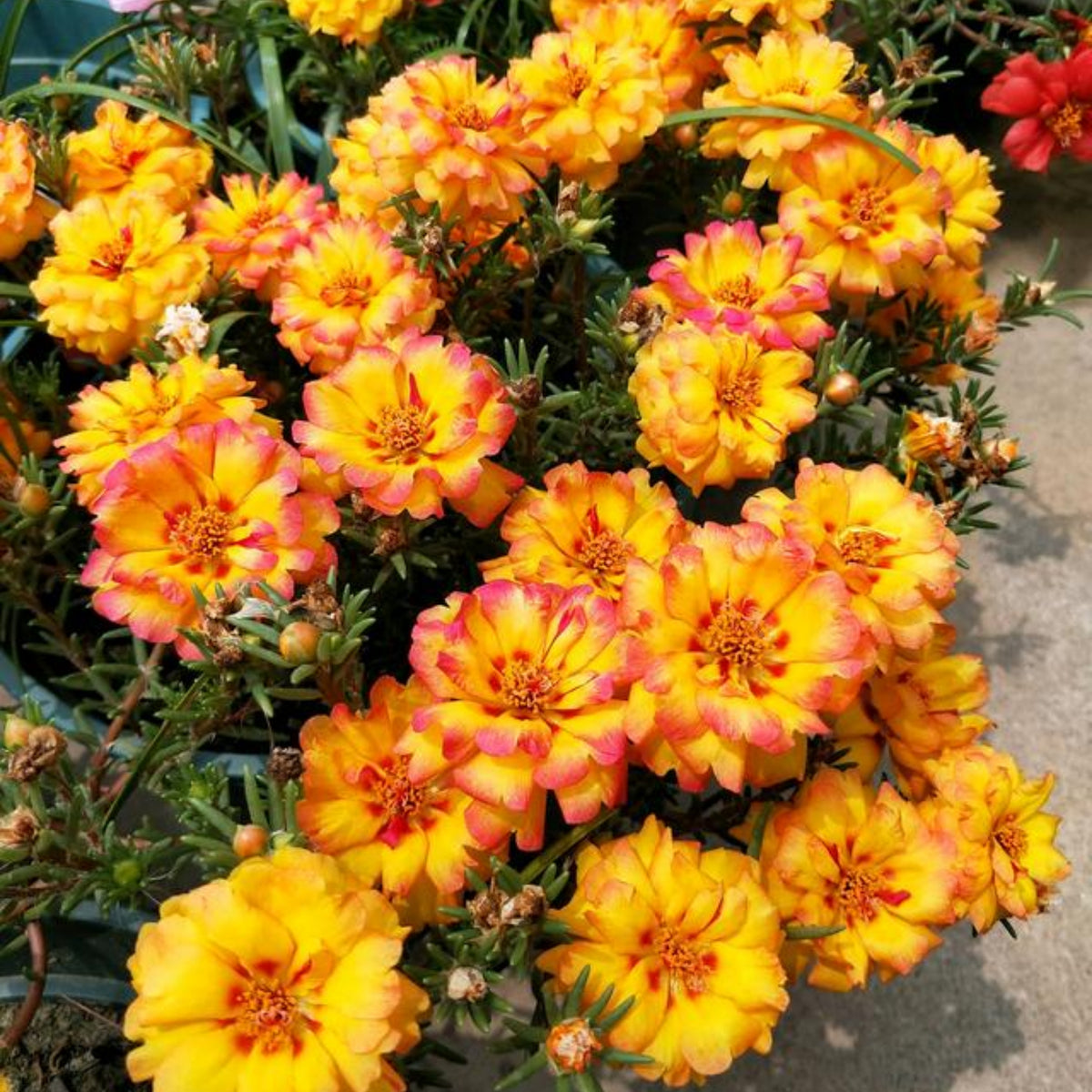 30-Golden Pink Bicolor Moss Rose (Portulaca Grandiflora)-8169 Seeds