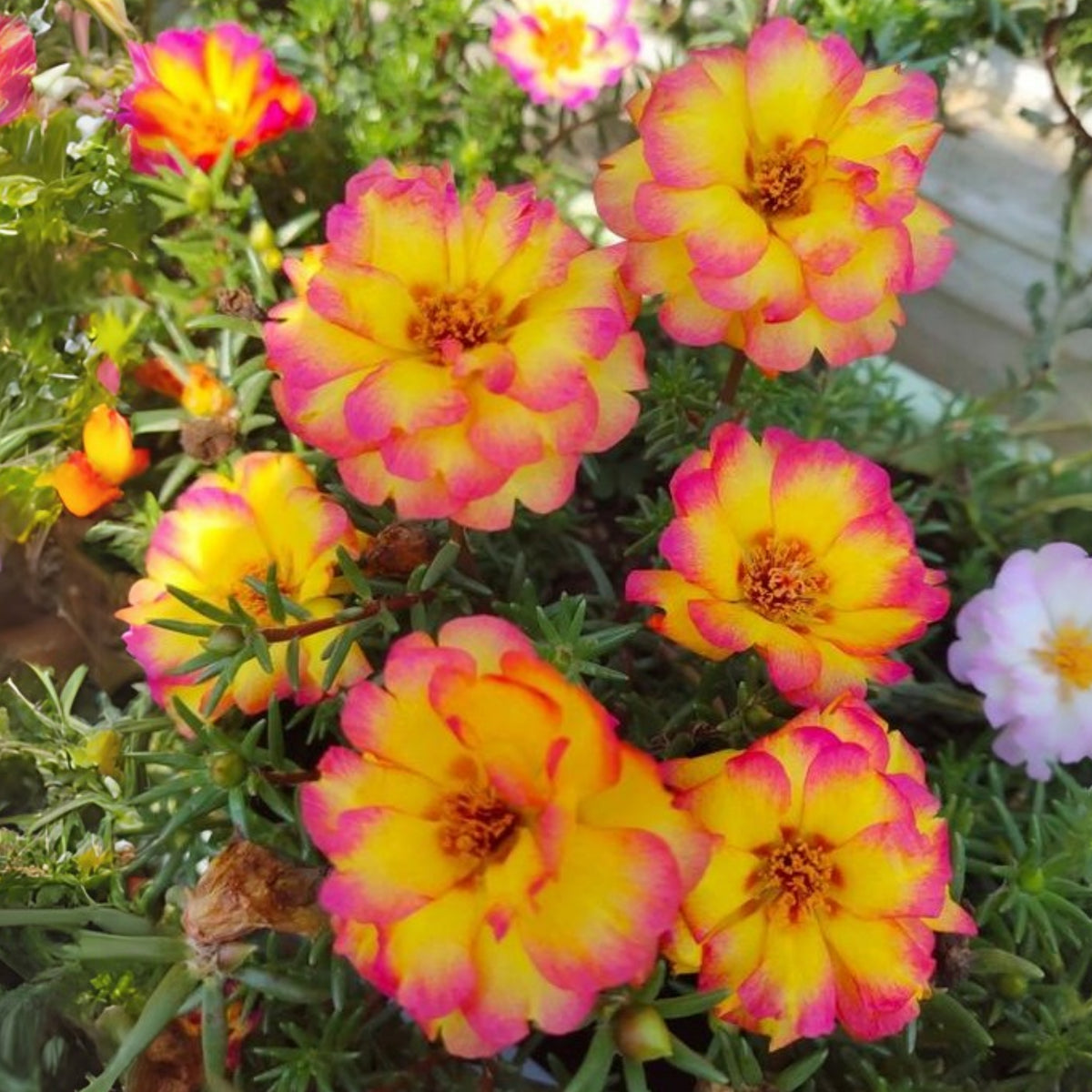 30-Golden Pink Bicolor Moss Rose (Portulaca Grandiflora)-8169 Seeds