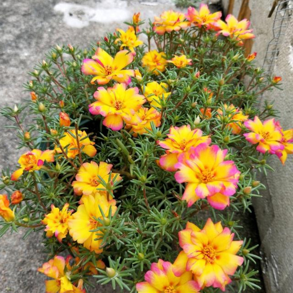 30-Golden Pink Bicolor Moss Rose (Portulaca Grandiflora)-8169 Seeds