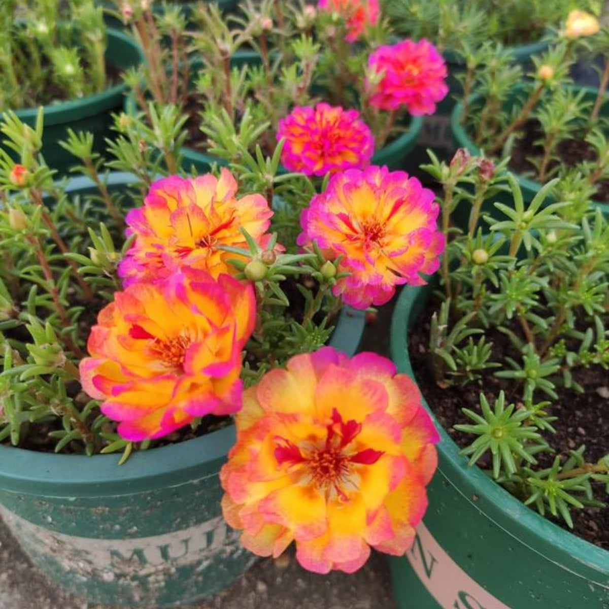 30-Golden Pink Bicolor Moss Rose (Portulaca Grandiflora)-8169 Seeds