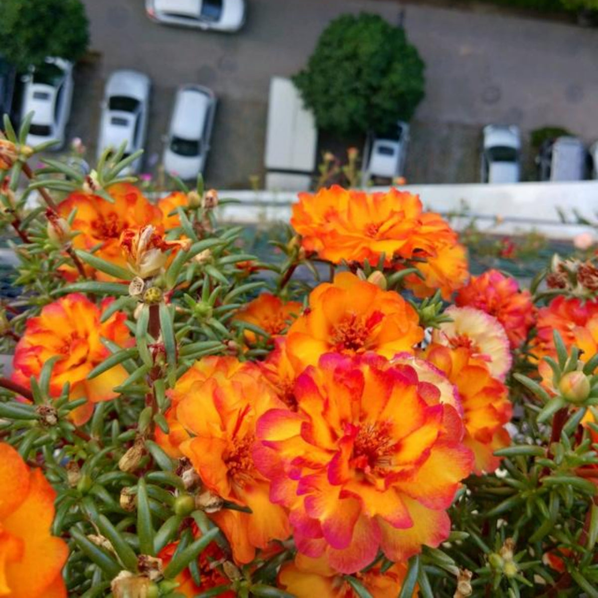 30-Golden Pink Bicolor Moss Rose (Portulaca Grandiflora)-8169 Seeds