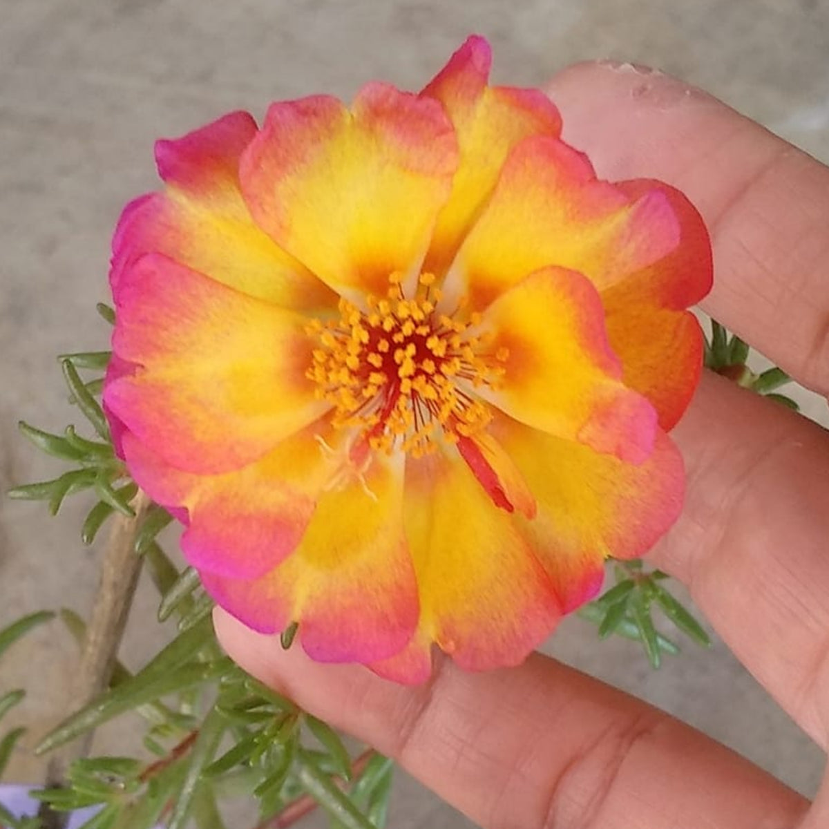 30-Golden Pink Bicolor Moss Rose (Portulaca Grandiflora)-8169 Seeds