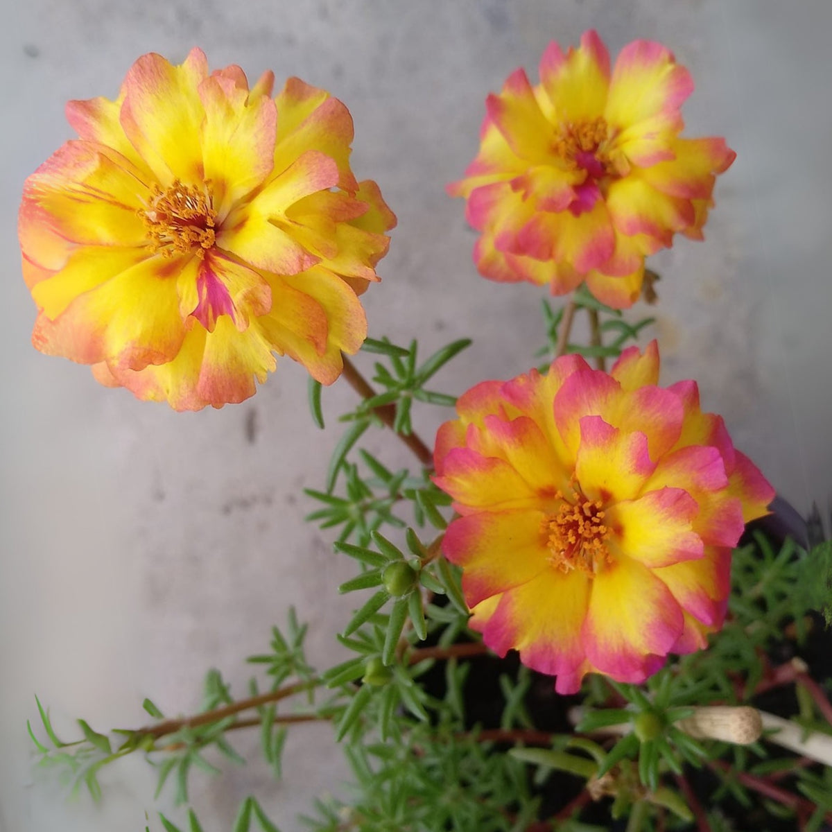 30-Golden Pink Bicolor Moss Rose (Portulaca Grandiflora)-8169 Seeds