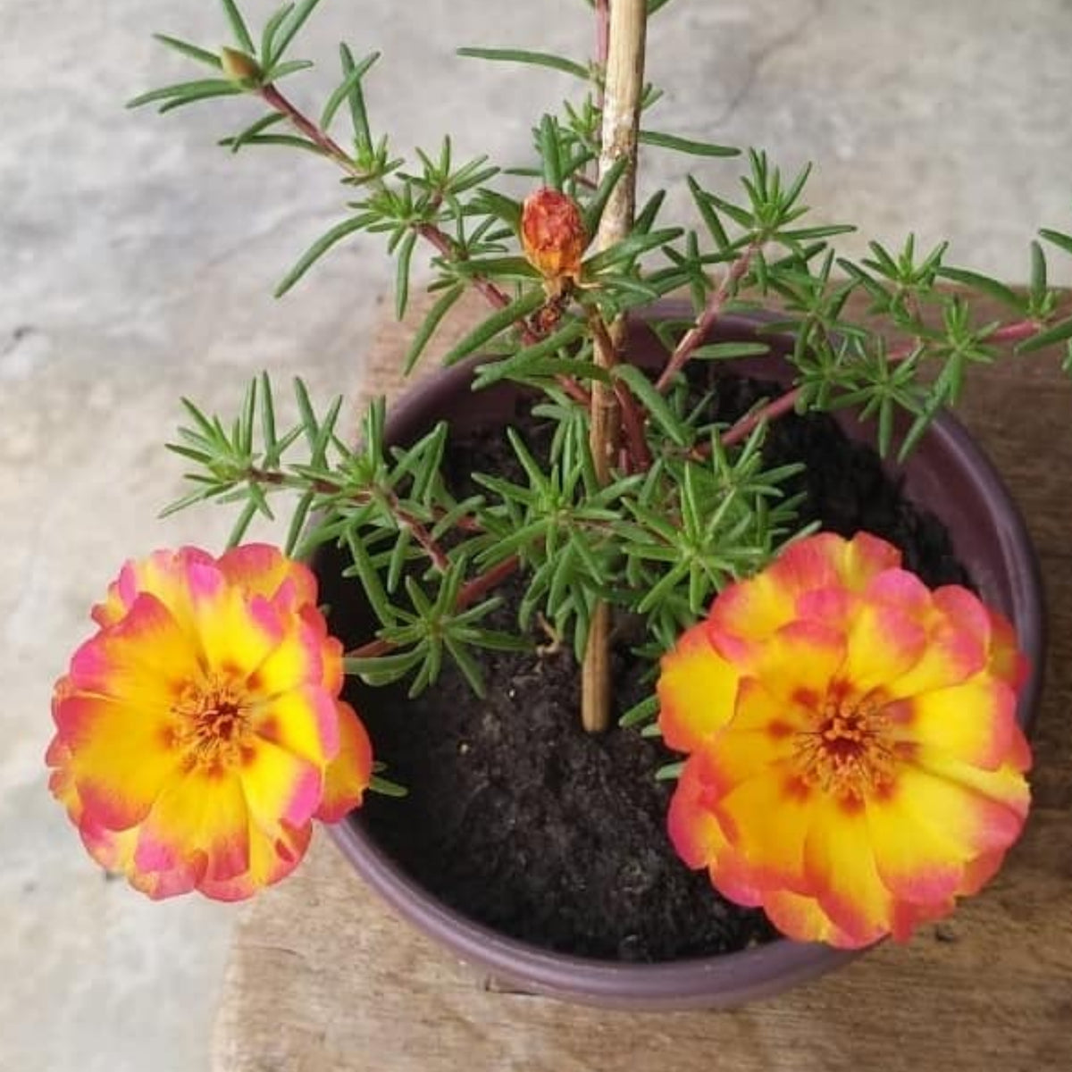 30-Golden Pink Bicolor Moss Rose (Portulaca Grandiflora)-8169 Seeds
