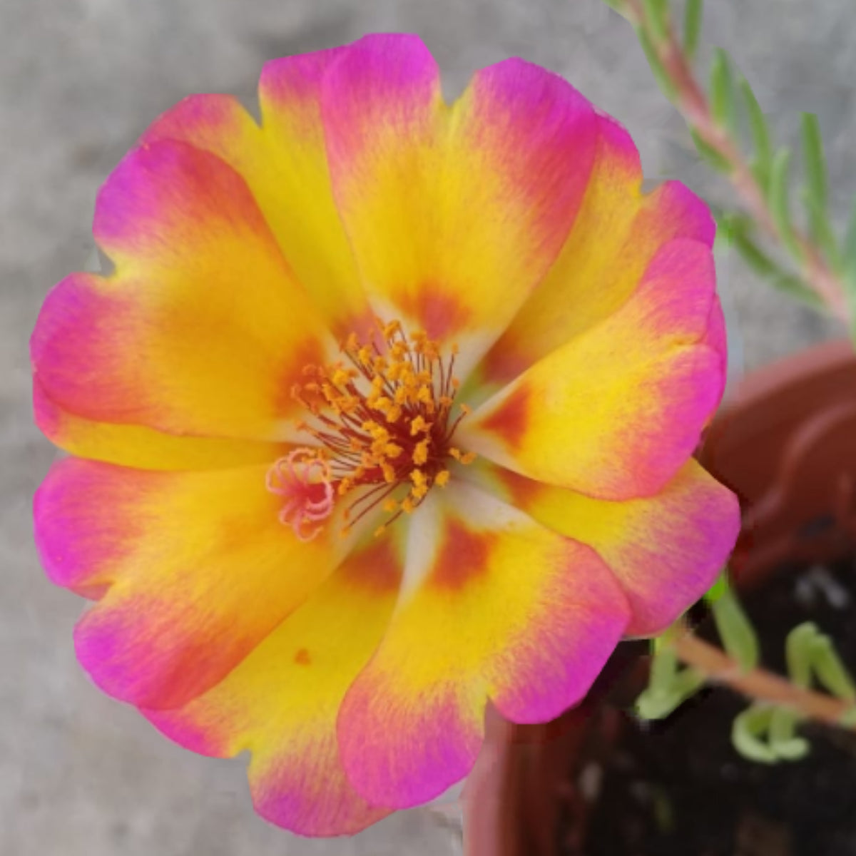 30-Golden Pink Bicolor Moss Rose (Portulaca Grandiflora)-8169 Seeds